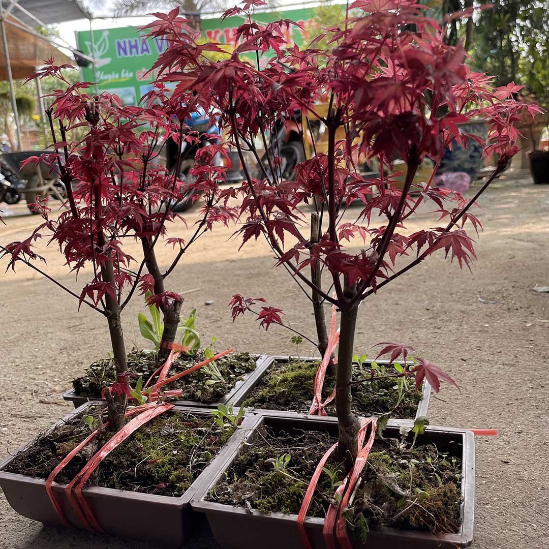 Cây Phong Lá Đỏ nhỏ để bàn 2