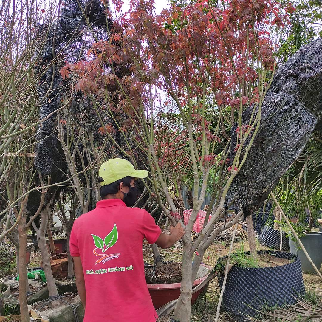 Cây Phong Lá Đỏ đại cao 2m5
