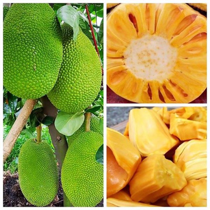 Cây Giống Mít Thái Siêu Sớm 3