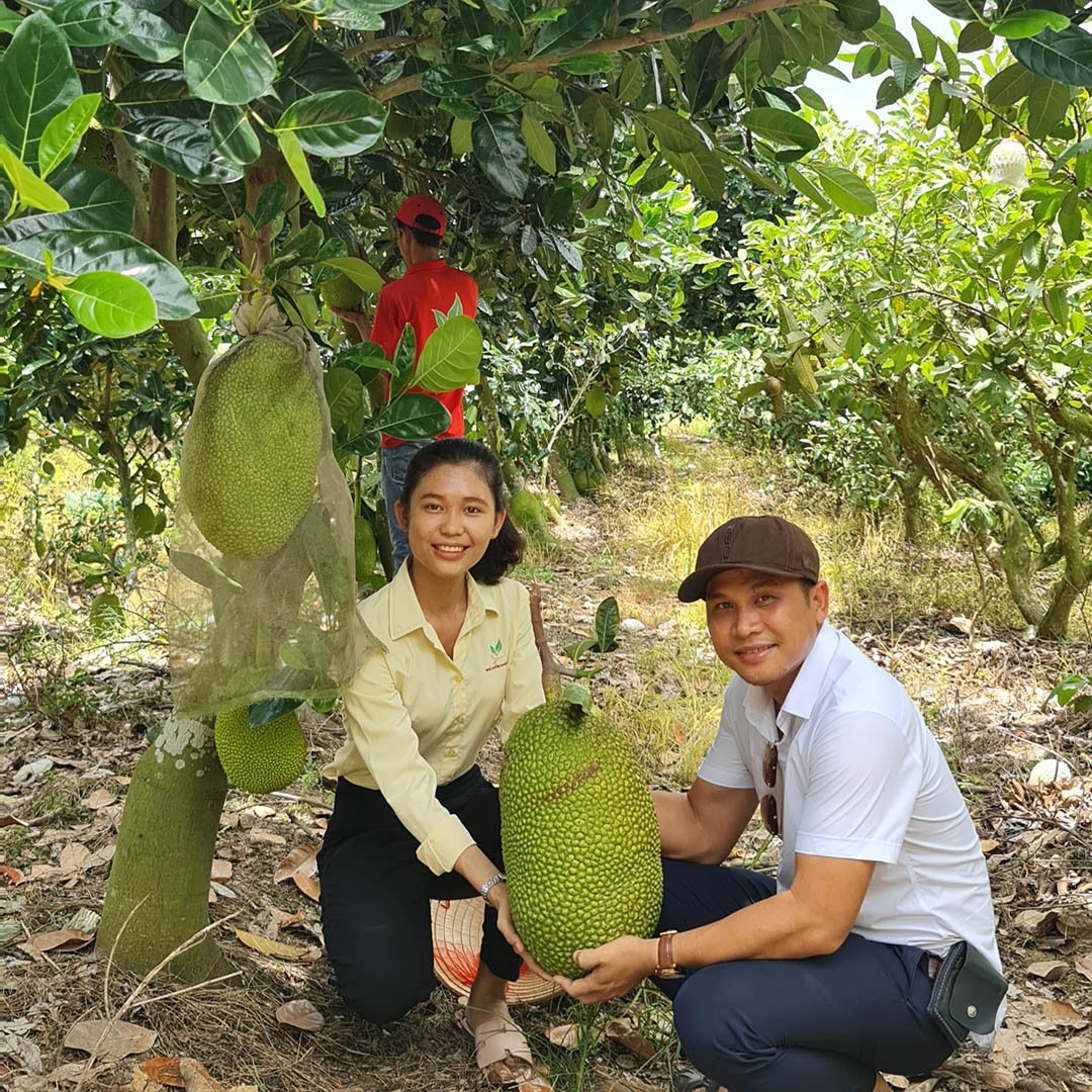 Cây Giống Mít Thái Siêu Sớm 2