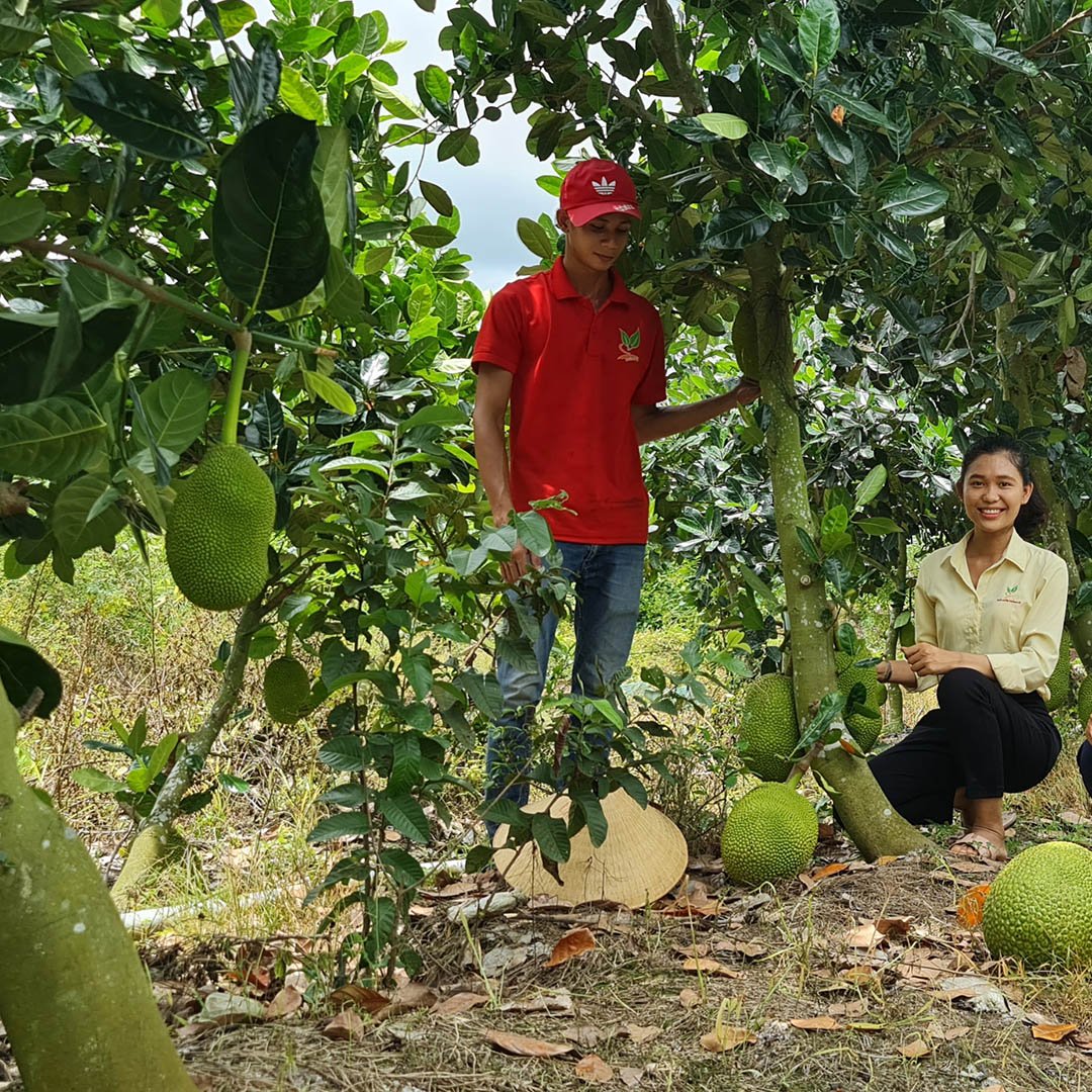 Cây Giống Mít Thái Siêu Sớm