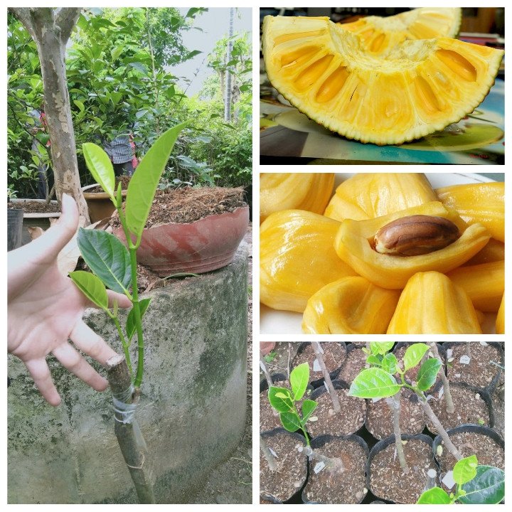 Cây Giống Mít Nghệ