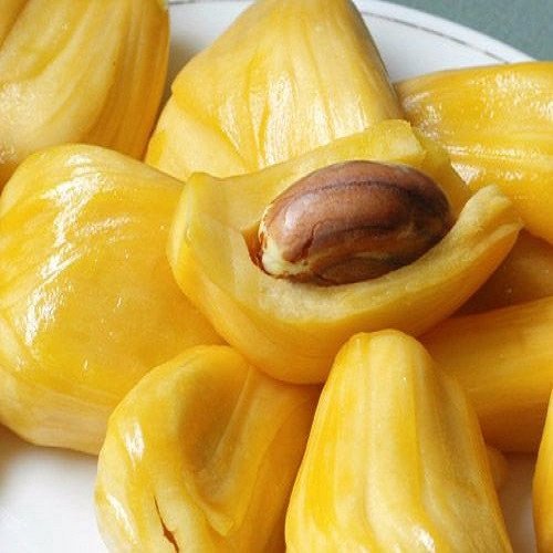 Cây Giống Mít Nghệ 2