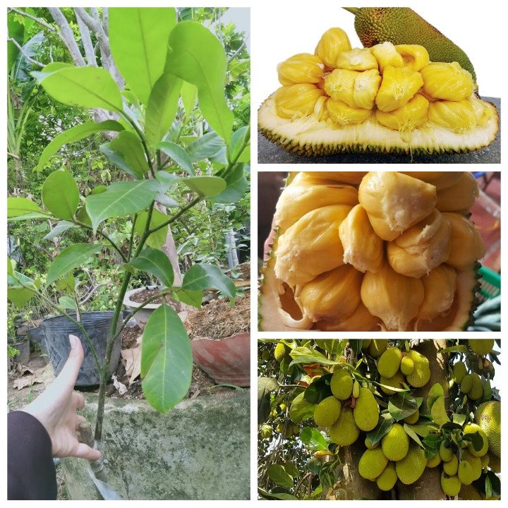Cây Giống Mít Tố Nữ