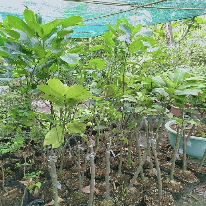Cây Giống Mít Tố Nữ 2