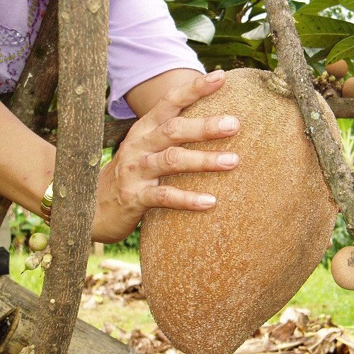 Cây Hồng Xiêm Ruột Đỏ Khổng Lồ cao khoảng 50 đến 60cm 3