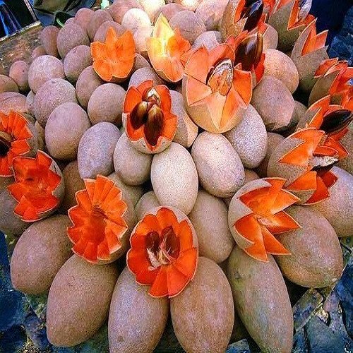 Cây Hồng Xiêm Ruột Đỏ Khổng Lồ cao khoảng 1m 2
