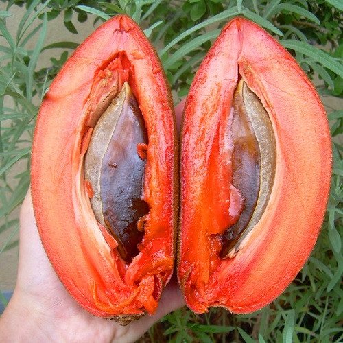 Cây Hồng Xiêm Ruột Đỏ Khổng Lồ cao khoảng 1m 3