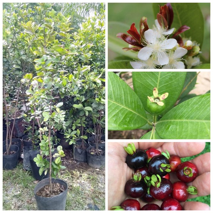 Cây Cherry Brazil gốc nhỏ cao 1m6 đến 1m8