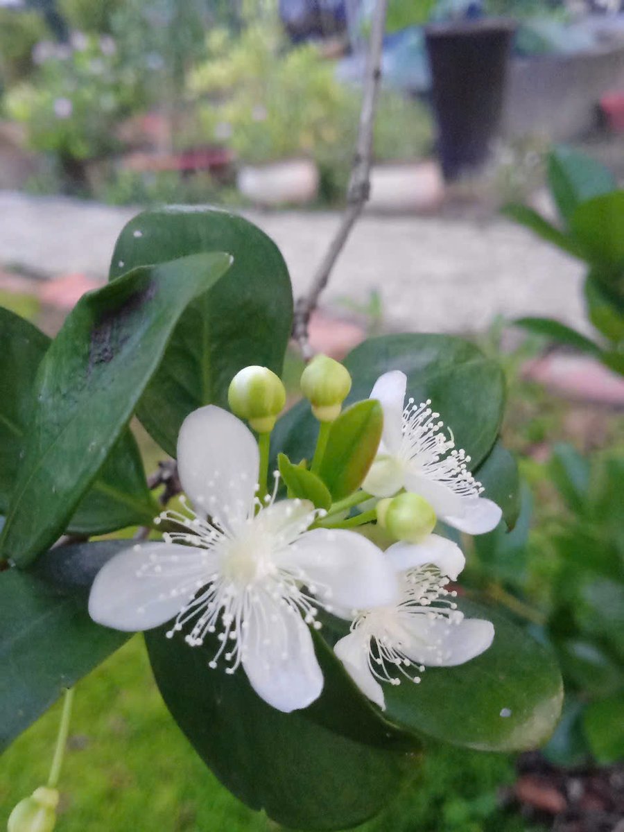 Cây Cherry Brazil gốc nhỏ cao 1m6 đến 1m8 3