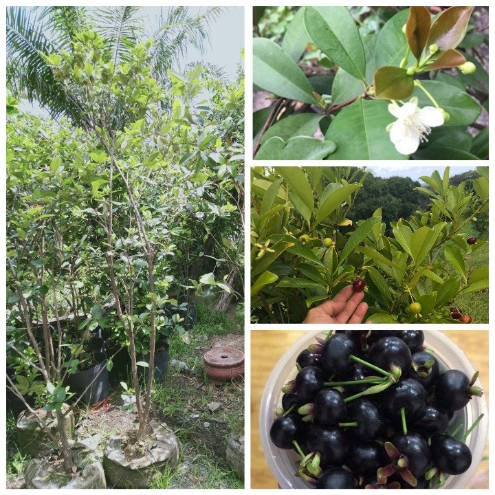 Cây Cherry Brazil gốc to cao 1m6 đến 1m8