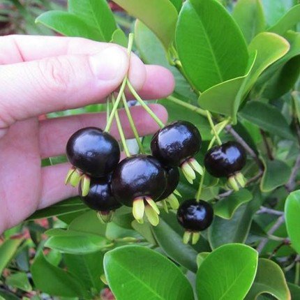 Cây Cherry Brazil gốc to tán sum suê cao trên 2m 2