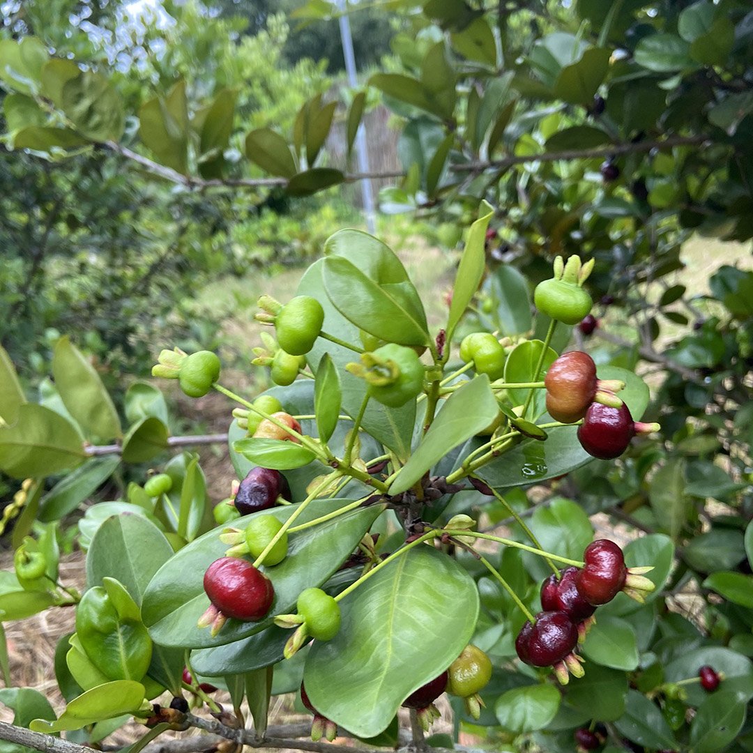Cây Cherry Brazil gốc to tán sum suê cao trên 2m