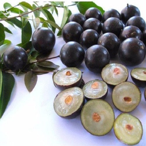Cây Nho Thân Gỗ cao 60 đến 80cm gốc trung 2
