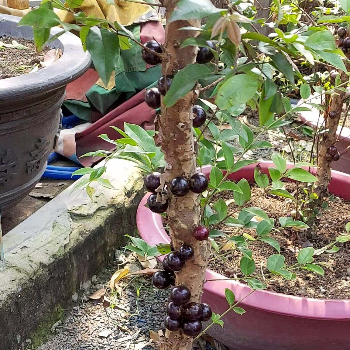 Cây Nho Thân Gỗ Tứ Quý lá to đang hoa 2