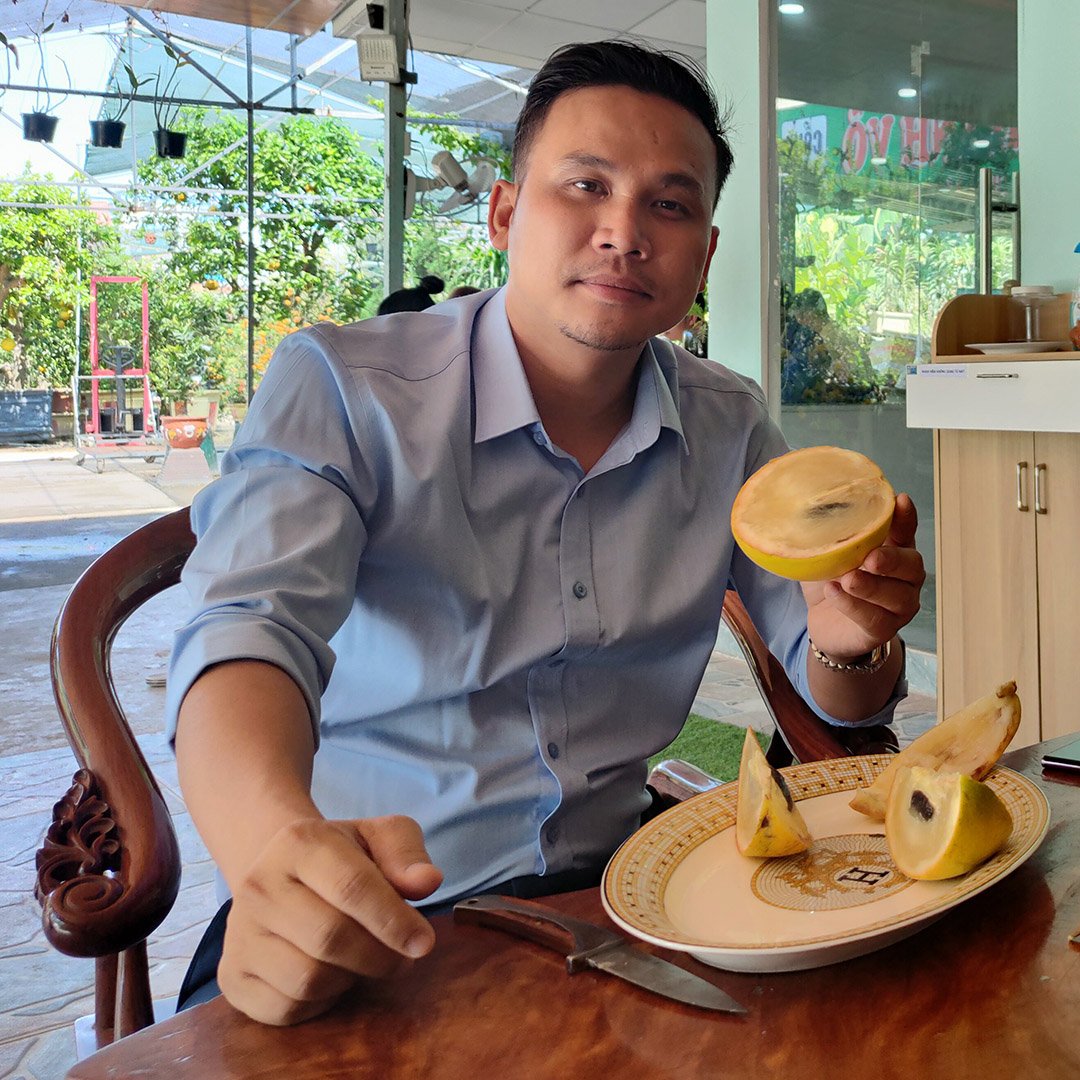 Cây Vú Sữa Hoàng Kim trưởng thành đang ra trái 2