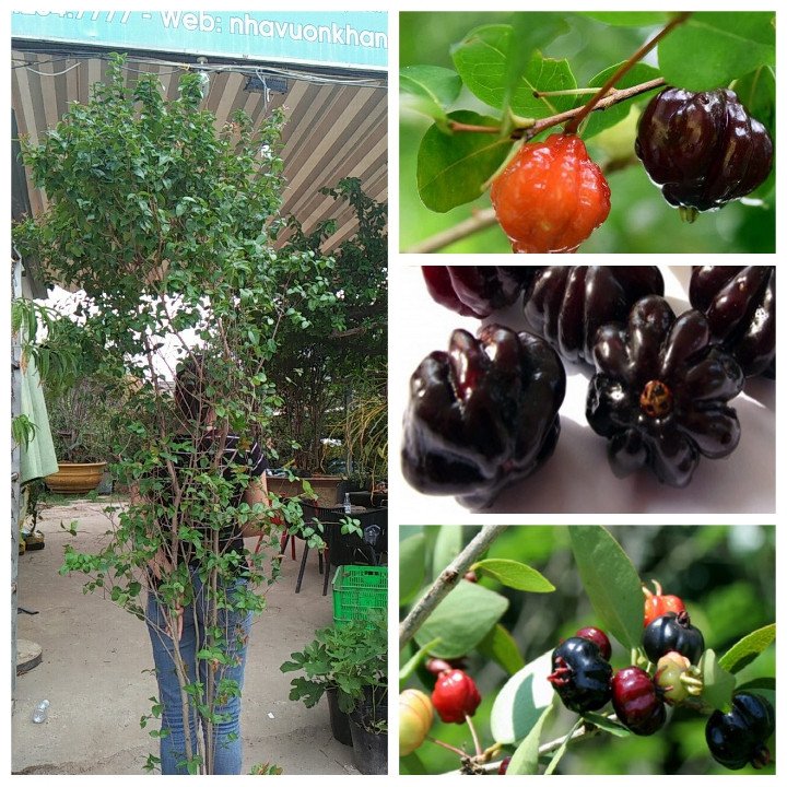 Cây Surinam Cherry trưởng thành đã ra trái nhiều mùa