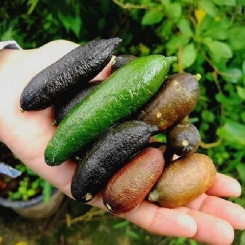 Cây Chanh Ngón Tay cây giống nhỏ 2