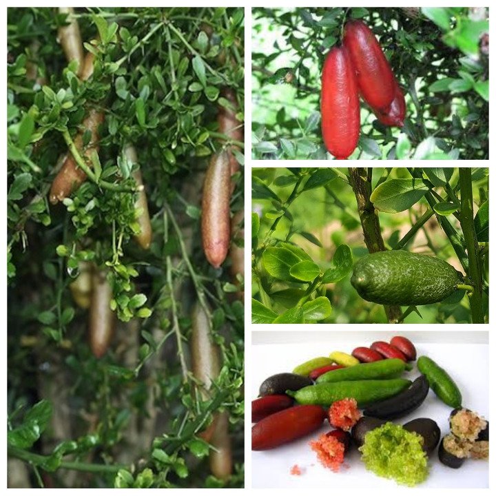 Cây Chanh Ngón Tay cây giống nhỏ