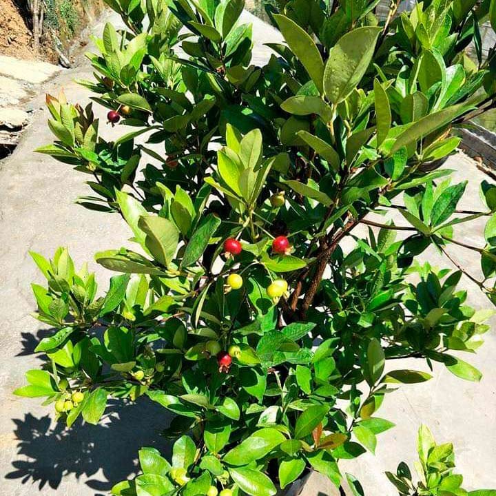 Cây Cherry Brazil đã ra trái 2 mùa, cao 1m5-1m6