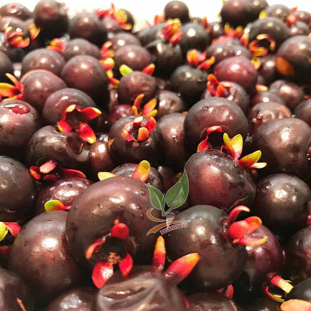 Cây Cherry Brazil đã ra trái 2 mùa, cao 1m5-1m6 3