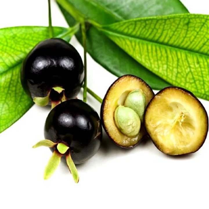 Cây Cherry Brazil đã ra trái 2 mùa, cao 1m5-1m6 2