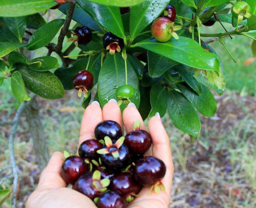 Cây Cherry Brazil đã ra trái nhiều mùa, cao 1m8-2m 3