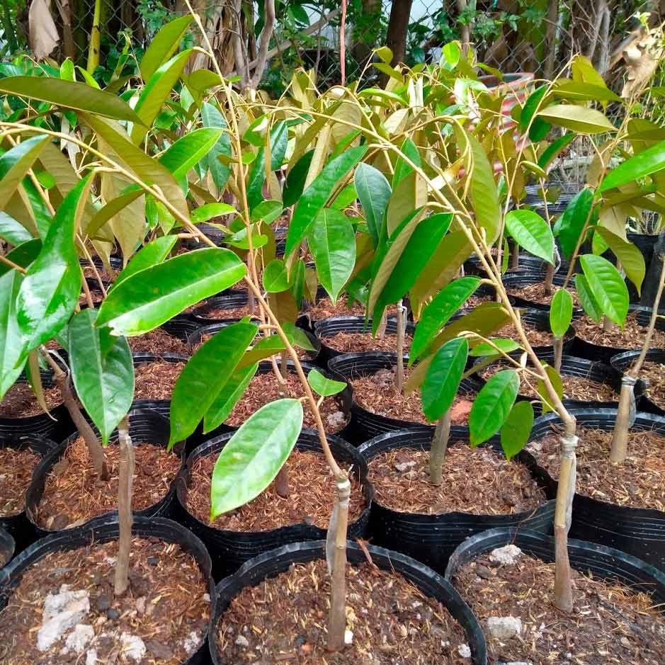 Cây Sầu Riêng Ri6 – Giống Sầu Riêng Ngon, Sinh Lợi Cao 3