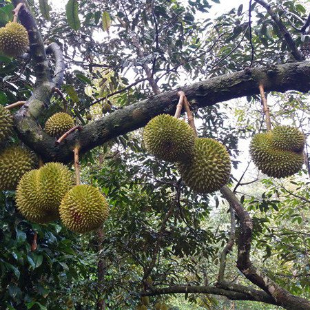 Cây Sầu Riêng Ri6 – Giống Sầu Riêng Ngon, Sinh Lợi Cao 2