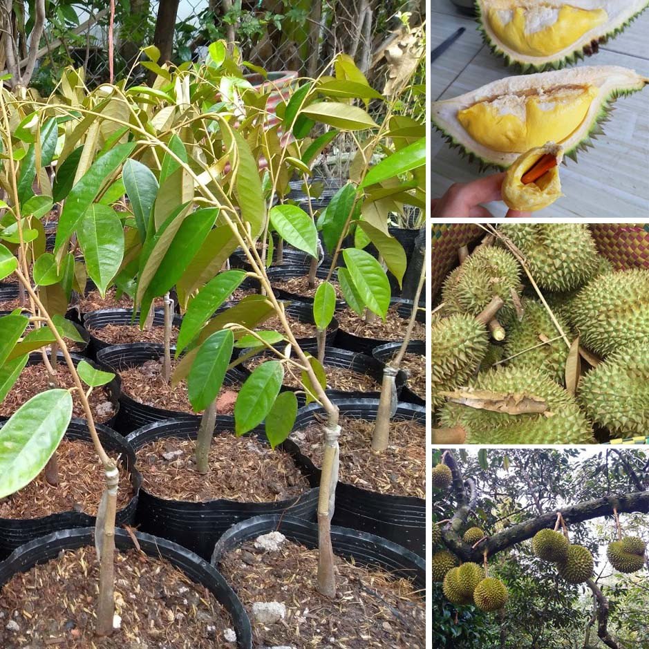 Cây Sầu Riêng Ri6 – Giống Sầu Riêng Ngon, Sinh Lợi Cao