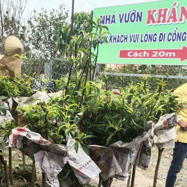 Cây Đào Tiên chịu nhiệt Nhật Bản cây cao 1m2 2