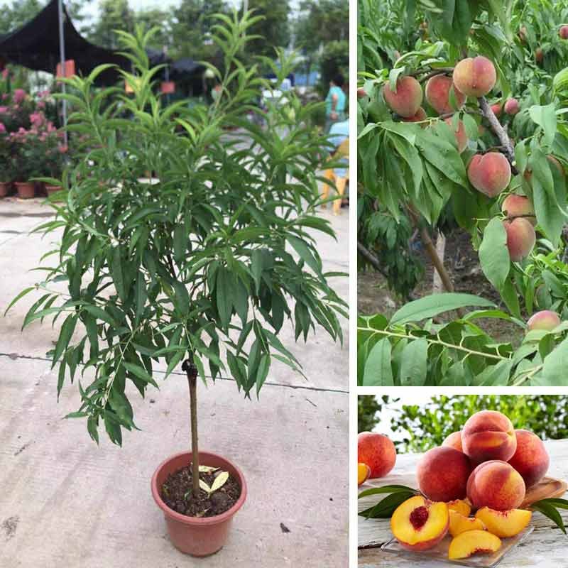 Cây Đào Tiên chịu nhiệt Nhật Bản cây cao 1m2