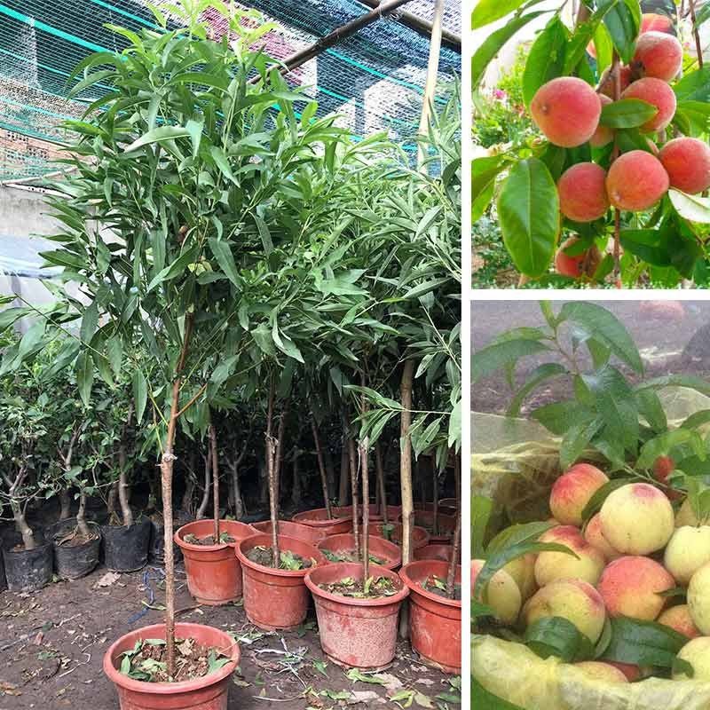 Cây Đào Tiên chịu nhiệt Nhật Bản cây cao 1m5