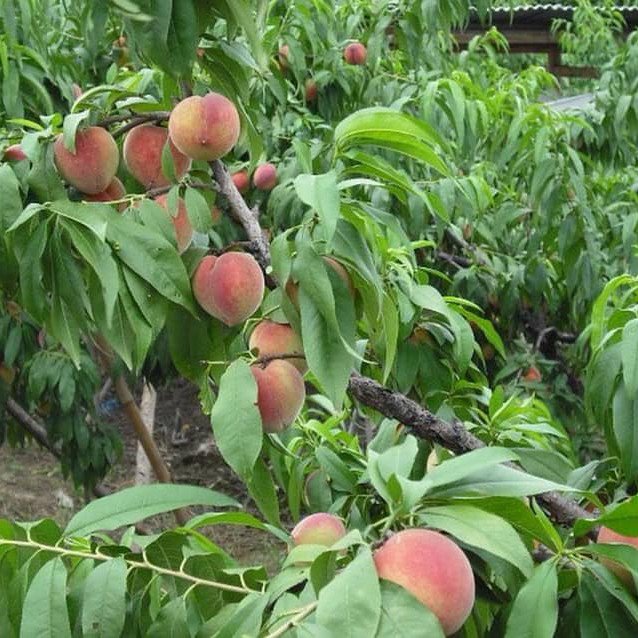 Cây Đào Tiên chịu nhiệt Nhật Bản cây cao 1m5 2