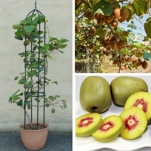 Cây Kiwi đã ra trái