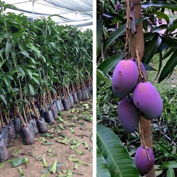 Cây Xoài tím Malaysia cao khoảng 1m 3