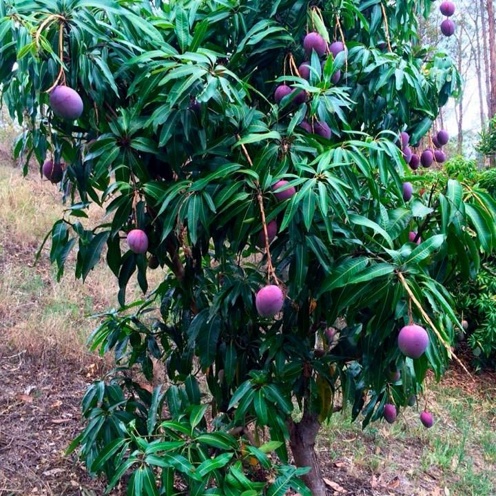 Cây Xoài tím Malaysia cao khoảng 1m 2