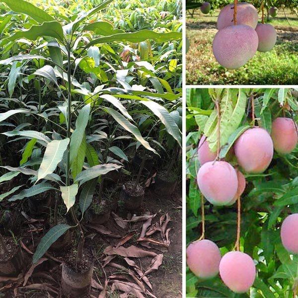 Cây Xoài Úc giống cao 1m