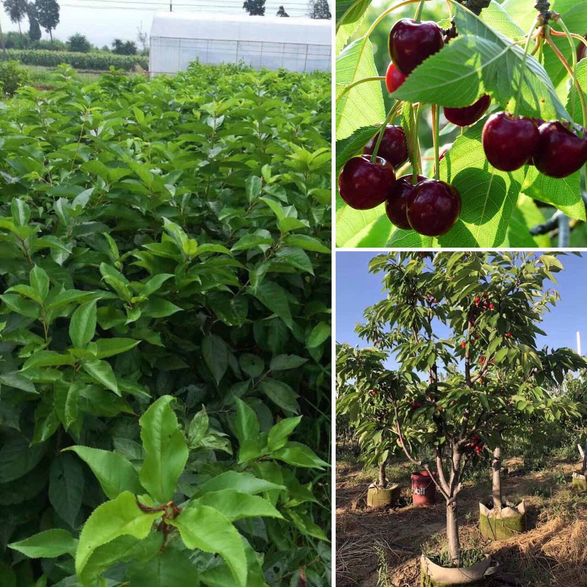 Cây Cherry Mỹ cao khoảng 30cm