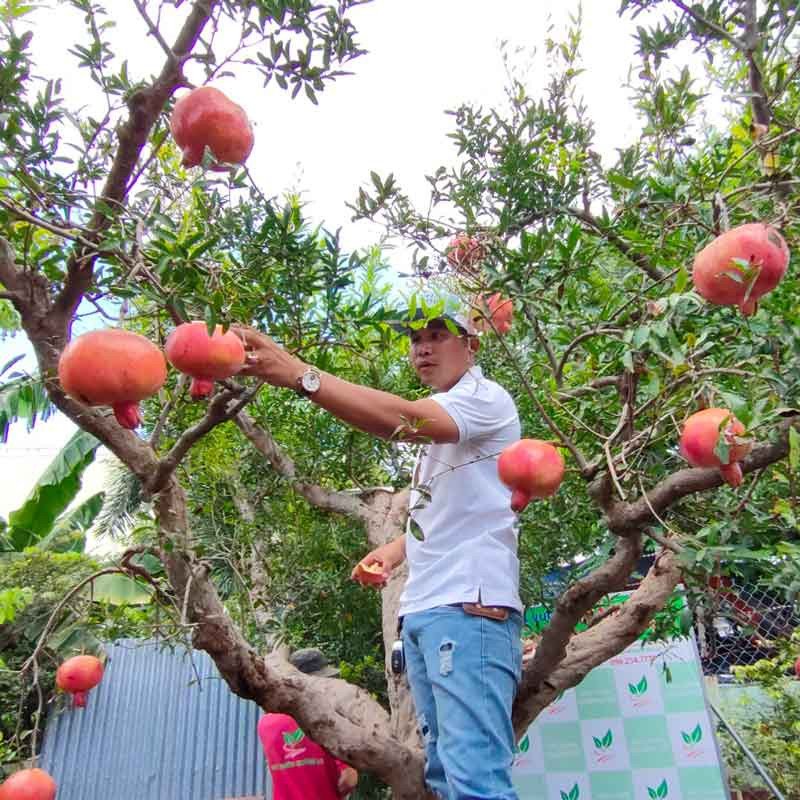 Cây Lựu đỏ Ấn Độ nhỏ đang ra trái 2