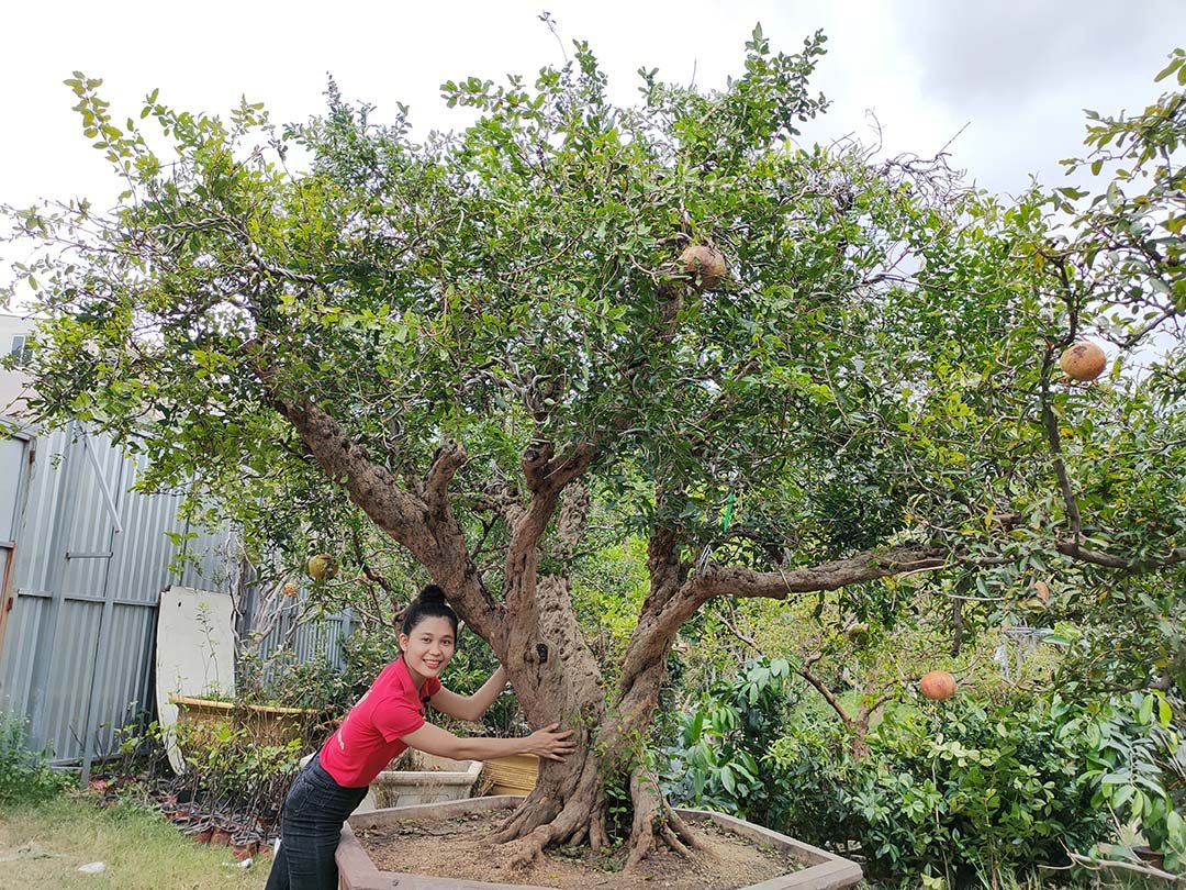 Cây Lựu đỏ Ấn Độ nhỏ đang ra trái 3
