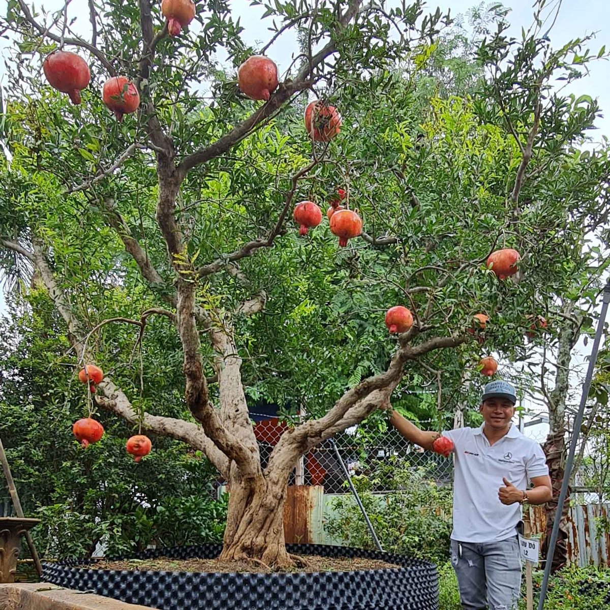 Cây Lựu đỏ Ấn Độ đang ra trái nhiều