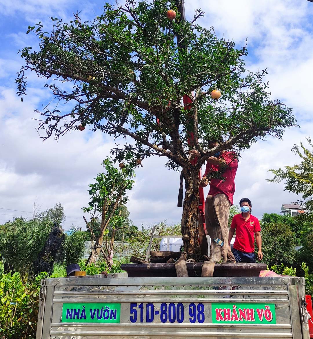 Cây Lựu đỏ Ấn Độ đang ra trái gốc đại 2