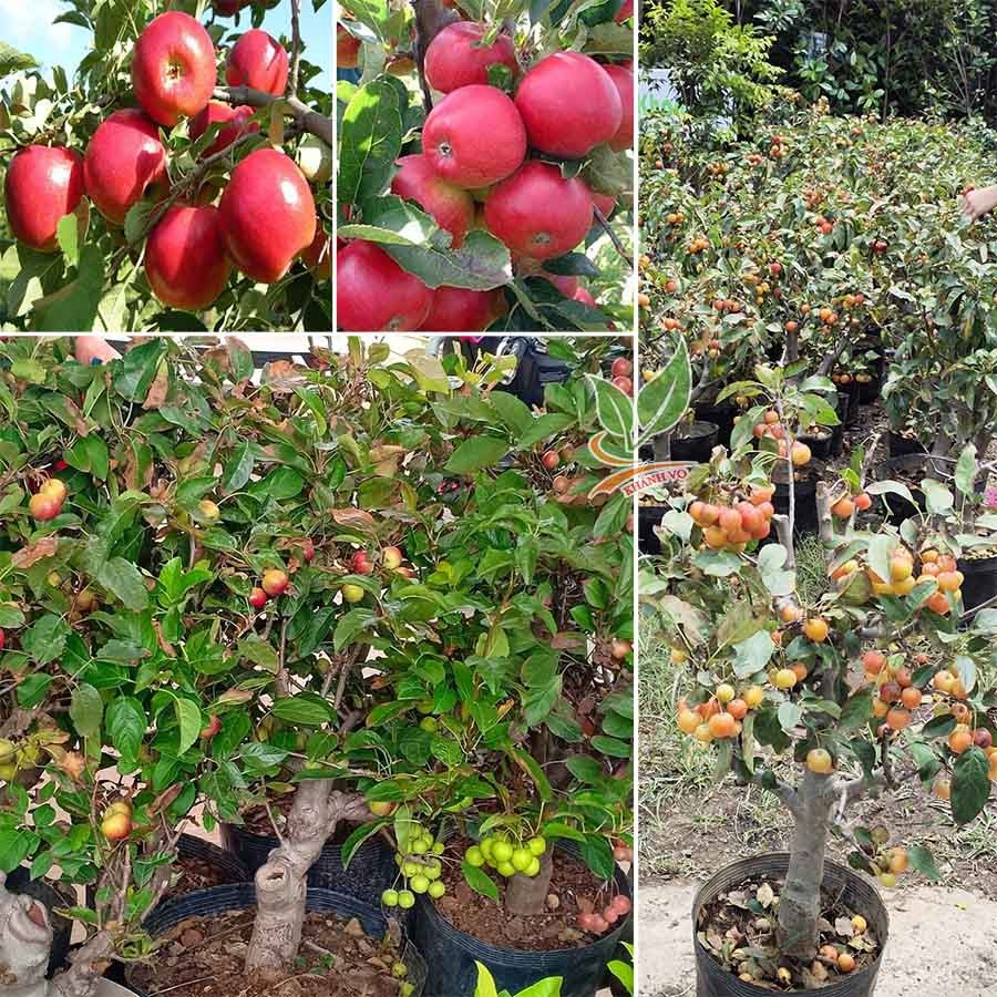 Cây Táo lùn Mỹ chưng Tết