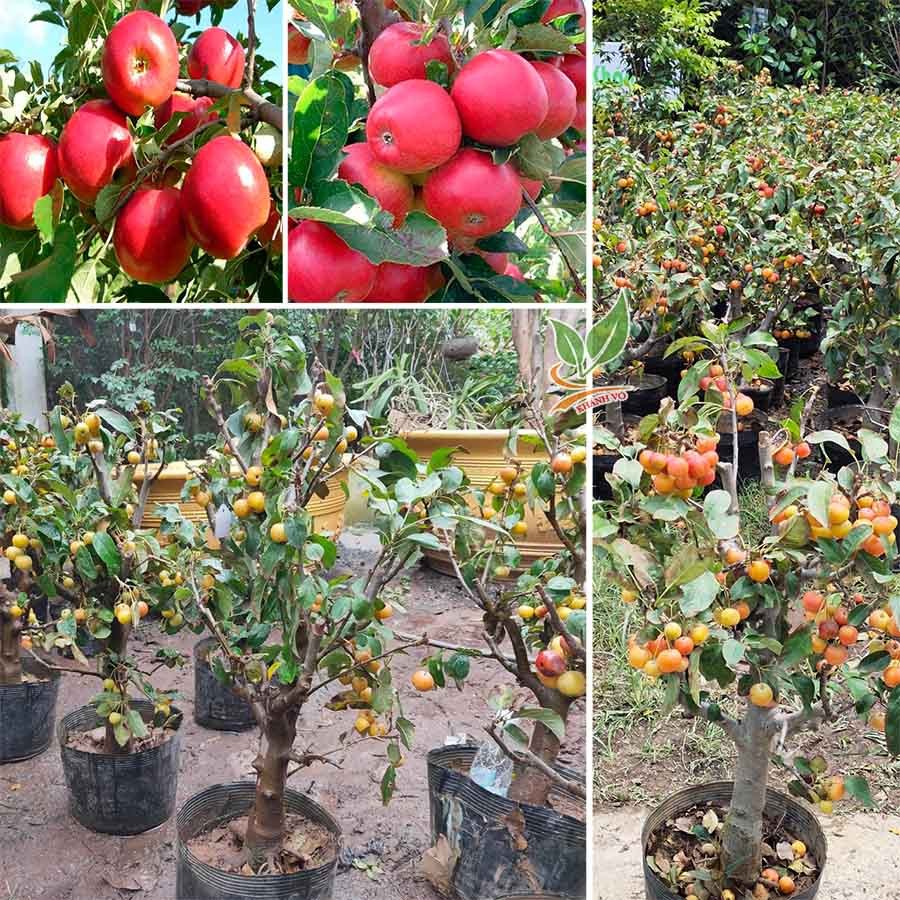Cây Táo lùn Mỹ trái đỏ gốc to