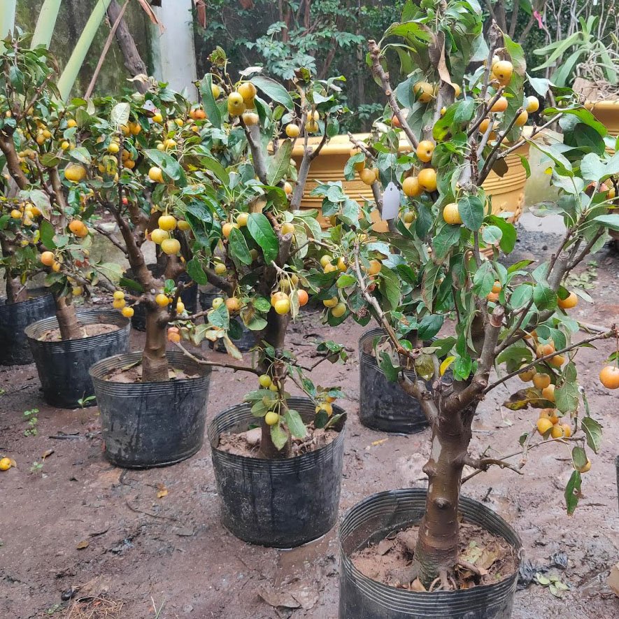 Cây Táo lùn Mỹ gốc khủng 2