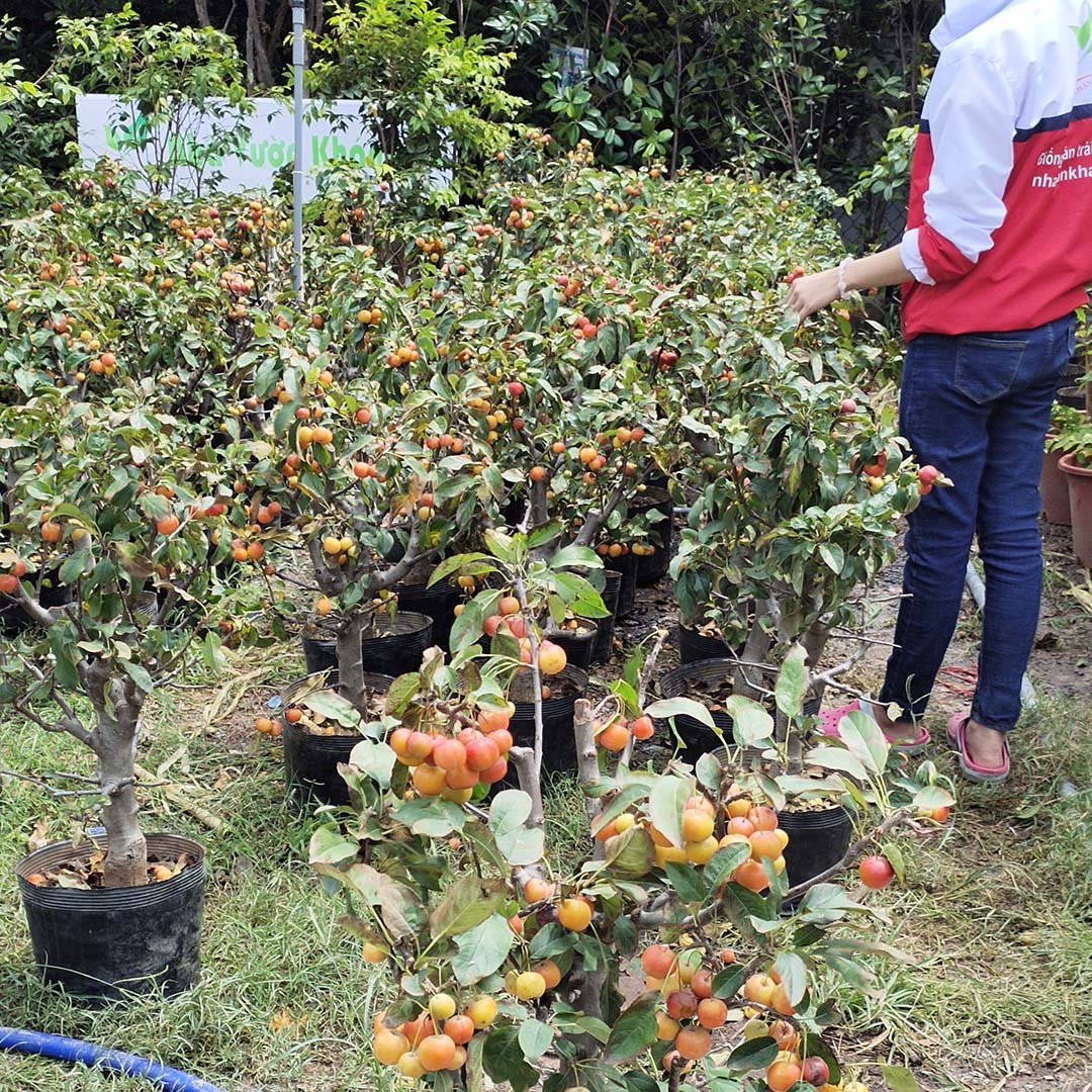 Cây Táo lùn Mỹ gốc khủng