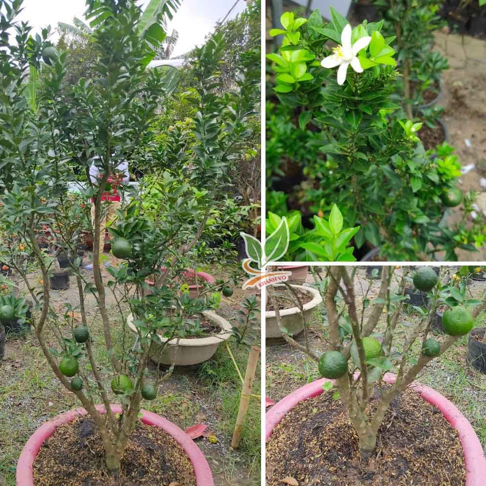 Cây Cam Nhật gốc to sum suê trái