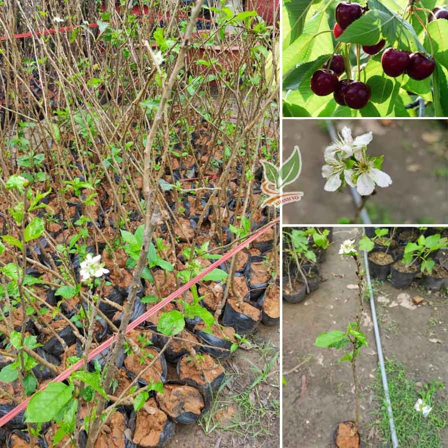 Cây Cherry Mỹ đang có hoa