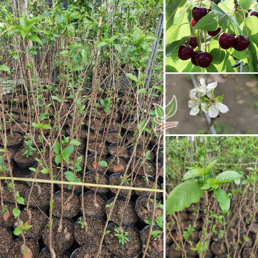 Cây Cherry Mỹ trưởng thành cao 1m5